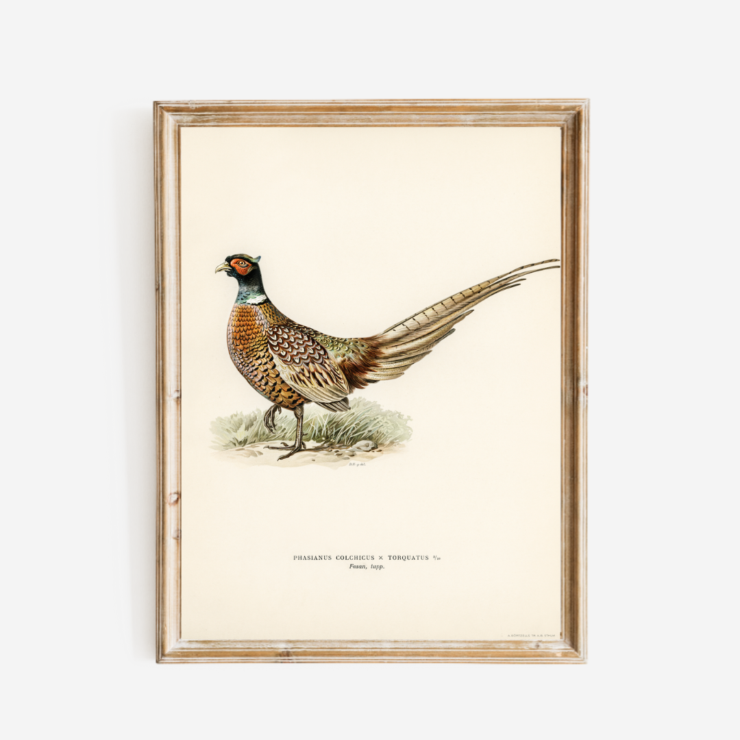 Pheasant Antique Art Print Reproduction