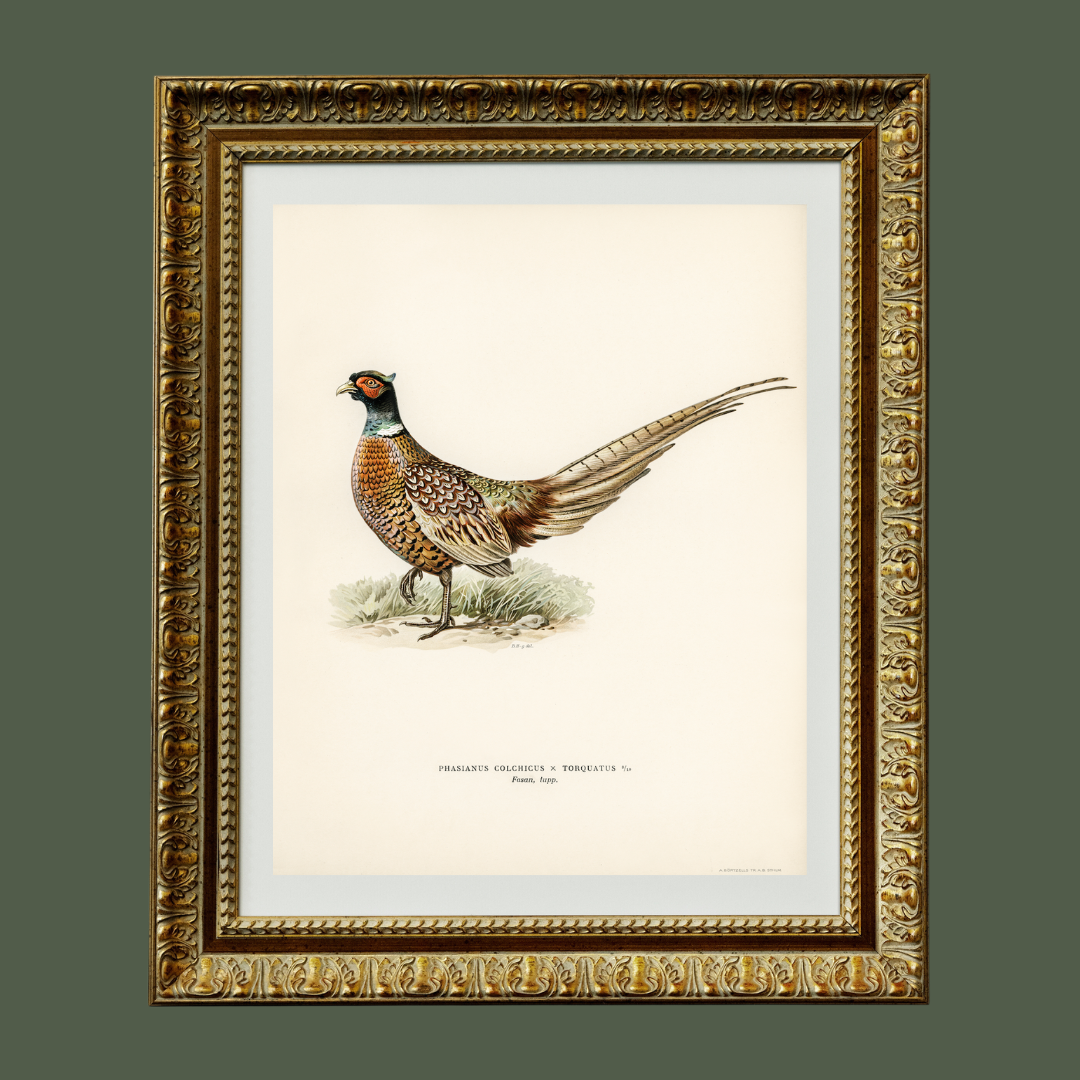 Pheasant Antique Art Print Reproduction