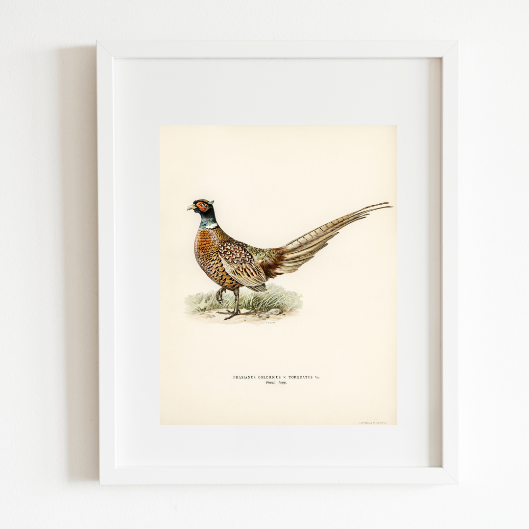 Pheasant Antique Art Print Reproduction