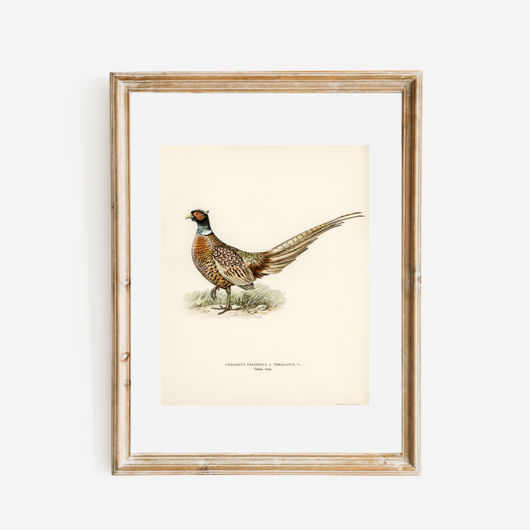 Pheasant Antique Art Print Reproduction