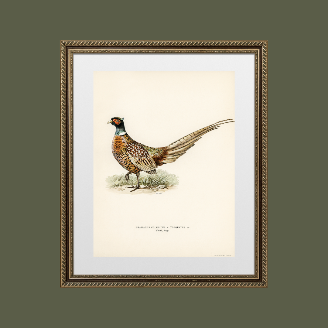 Pheasant Antique Art Print Reproduction