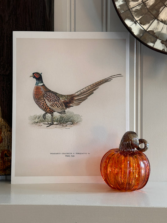 Pheasant Antique Art Print Reproduction