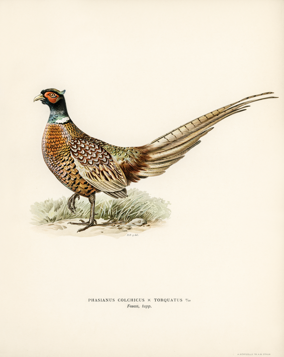 Pheasant Antique Art Print Reproduction